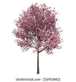 Front view of Tree (Cherry tree ) Plant png illustration vector	