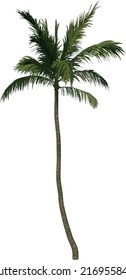 Front view tree (Coconut Tree Palm 3) illustration vector	