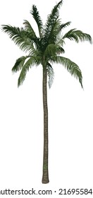 Front view tree (Coconut Tree Palm 1) illustration vector	