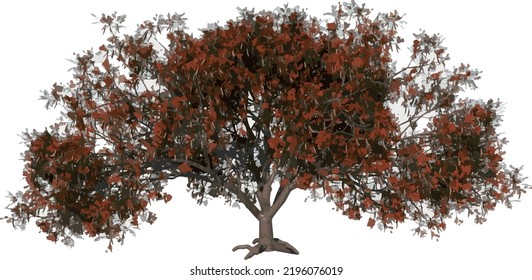 Front view tree ( Flamboyant) illustration vector