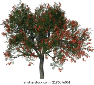 Front view tree (Flamboyant ) illustration vector