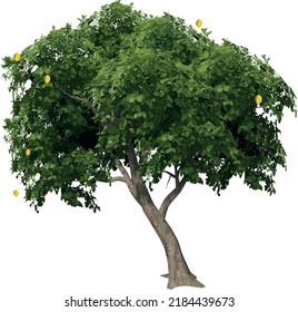 Front view of Tree (Lemon Tree 1) Plant illustration vector	