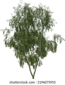 Front view tree ( Silver Birch Betula pendula ) illustration vector