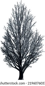 Front view of Tree (Snowy Tree Winter ) Plant illustration vector