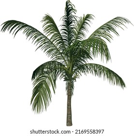 Front view tree (Young Coconut Tree Palm 1) illustration vector	