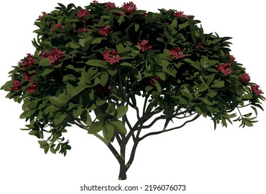 Front View tree ( Young Franchipan Plumeria Rubra tree ), Vektorgrafik