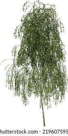 Front view tree (Young Silver Birch Betula pendula ) illustration vector