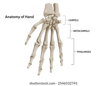 Imagem de visão frontal OU anterior dos bones, da mão com classificação. Anatomia da mão. Estrutura óssea da mão. Ilustração vetorial.