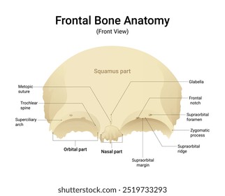 Frontal Bone Anatomy Front View