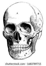 frontal bone and parietal bone, vintage line drawing or engraving illustration.