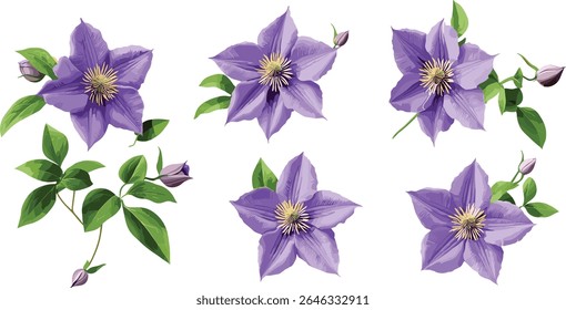 Frontal Clematis florida flower, Asian virginsbower, passion flower clematis, isolated plant, vector illustration, exotic botanical tree, ornamental garden flower, cutout, flora.