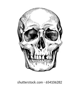 Frontal image of the skull. Vector illustration.