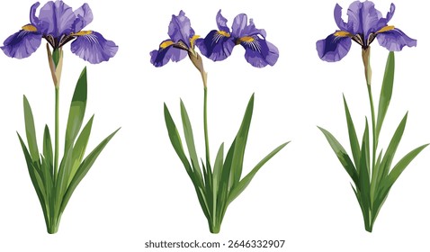 Frontal Iris tectorum wall iris roof iris Japanese roof iris isolated cutout tree flower plant botanical garden vector illustration,