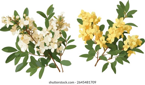 Fundo transparente isolado frontal Pieris japonica arbusto mais Cassia fistula dourada chuveiro árvore, ilustração vetorial, horticultura ornamental, flor de primavera, folhagem evergreen