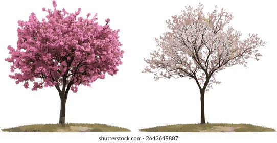 Frontal isolated trees of Prunus subg and Handroanthus impetiginosus, vector illustration, transparent background, landscape greenery, plant elements, tropical tree bundle, foliage art, tree group.