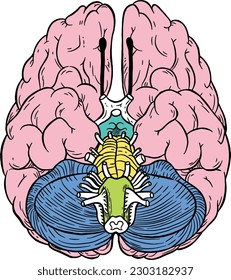 Stirnlappen, Gehirn, Gedächtnis, Nerven, Nervensystem, Körper, Organe