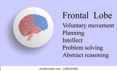 Frontal lobe vector. Brain lobes vector illustration. Human brain infographic vector. Brain lobes functions 