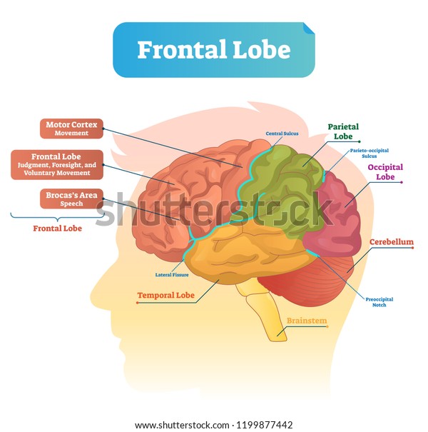 Frontal lobe
vector illustration. Labeled diagram with brain part structure.
Scheme with motor cortex, Brocas area, parietal, occipital lobe and
cerebellum locations.