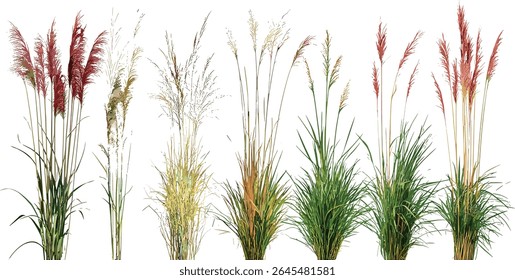 Frontal ornamental grasses pack—Miscanthus purpurascens with Phormium cookianum tricol, isolated on transparent background, vector illustration, landscape gardening material, exotic foliage