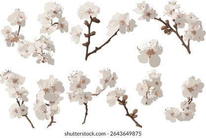 Subg árvores frontais Prunus, ilustração vetorial, pacote de árvores realista, corte isolado, planta ornamental caduca, projeto de árvore de jardim, elemento paisagem, coleção de vegetação ao ar livre.