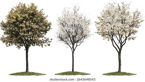 Recorte de árvores da rua Senegalia mellifera frontal, coleção de árvores tropicais floridas, vegetação da paisagem, ecologia urbana, flora natural, plantas de jardim exóticas, ilustração vetorial.