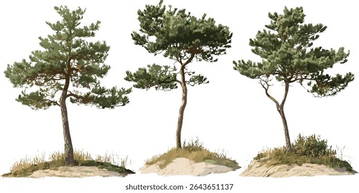 Frontal set of Pinus contorta trees, twisted pine, lodgepole pine, shore pine, contorta pine, vector illustration with transparent background, timberland, natural habitat.