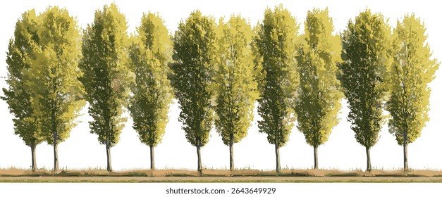 Conjunto frontal Populus alba branco álamo árvore recorte isolado, prata poplar rua paisagismo, abele, ilustração vetorial, ilustração botânica, silhueta de árvore.