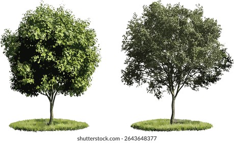Frontal set of Salix babylonica and Alnus rubra street trees isolated, vector illustration, city planting, garden design, eco-friendly landscape, seasonal tree variety, outdoor greenery.