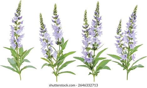 Frontal Veronica spicata, recorte speedwell pontiagudo, erva de flor silvestre, planta de jardim, floral natural, flor de prado, botânica, remédio herbal, ilustração vetorial.