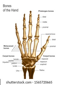 Frontal view image of bones the of hand with anotations.