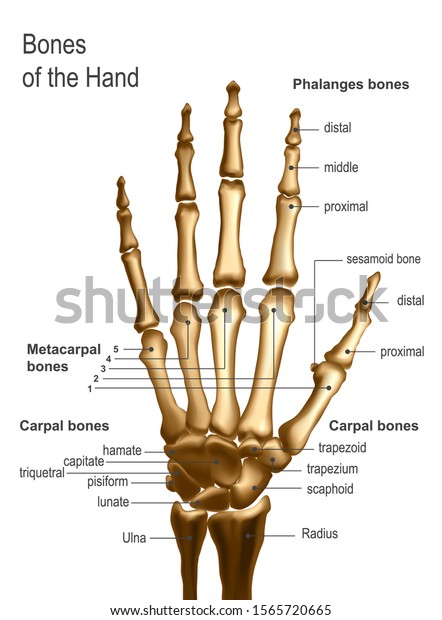 手の骨の正面図とアニテーション のベクター画像素材 ロイヤリティフリー