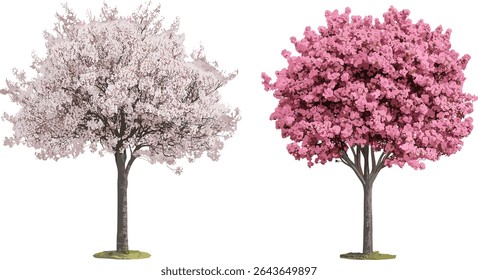Vista frontal de Prunus cerasifera e Prunus persica florescendo árvores de rua isoladas recorte, ilustração vetorial, paisagismo urbano, árvores ornamentais floridas.