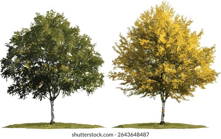 Vista frontal das bétulas de verão e outono, Betula pendula, ilustração vetorial, recorte isolado, elementos paisagísticos, planta florestal, vegetação urbana, folhagem arbórea, vegetação do parque.