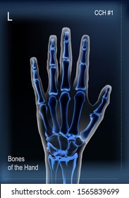 Frontal view x ray of bones the of hand.