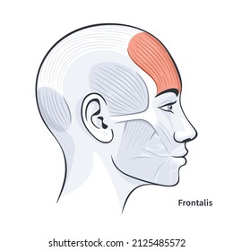 Frontalis. Facial muscles of the female. Detailed bright anatomy isolated on a white background vector illustration