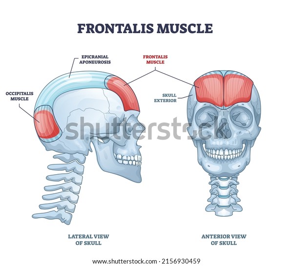 Frontalis muscle with human head facial
muscular system outline diagram. Labeled educational medical scheme
with anatomical skull epicranial aponeurosis and occipitalis
location vector
illustration.