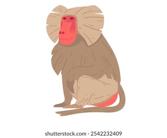 Babuino de cara frontal con cara roja y melena distintiva, posición sentada. Perfecto para la educación de la vida silvestre, diseños de animales y temas de zoológicos. Ilustración vectorial aislada en blanco.