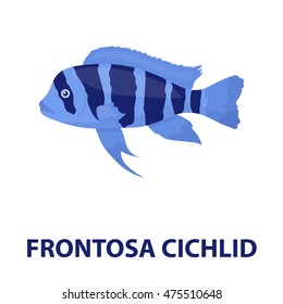 Frontosa Cichlid Cyphotilapia Frontosa fish icon cartoon. Singe aquarium fish icon from the sea,ocean life cartoon.