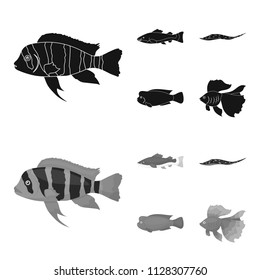 Frontosa, cichlid, phractocephalus hemioliopterus.Fish set collection icons in black,monochrome style vector symbol stock illustration web.