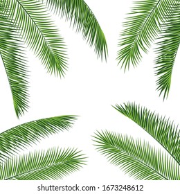 Fropical palm leaves frame botanical vector illustration. Exotic nature card or banner with frame for text isolated on white background. Jungle green leaf floral pattern. Tropical palm leaves card. - Shutterstock ID 1673248612