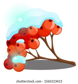 A frozen sprig of Rowan berries dusted with snow isolated on a white background. Vector cartoon close-up illustration