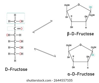 Mutarotação de frutose: Linear para Alfa cíclica e Beta Conversão de D-frutose (Foco no nome do processo, "mutarotação.")