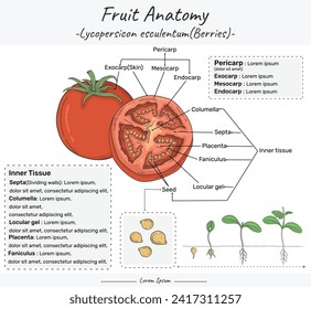 Fruit Anatomy and definition Solanum lycopersicum berries. Fruit education study. Can be used for topics like biology or education poster.