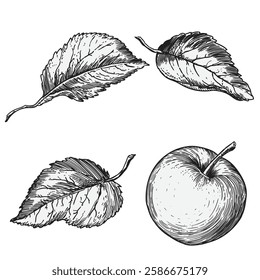Fruit apple and apple tree leaves isolated on white background. Linear drawing in engraving style