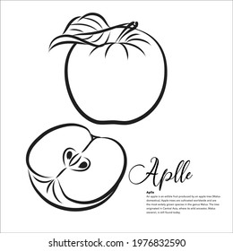 Fruit, Apple vector line art illustration