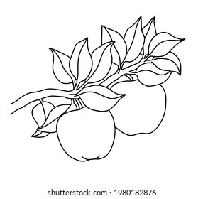 Fruit. Apples growing on a branch. Fruit harvest. Black outlines for kids coloring, outlined design. Vector black and white illustration. Line drawing