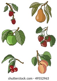 Fruit Assortment