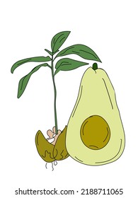 Fruit, avocado with growth. A bone with growth. Vector.
