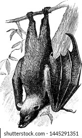 Fruit Bat, vintage engraved illustration.