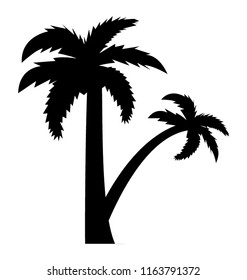 
Fruit bearing coconut tree
